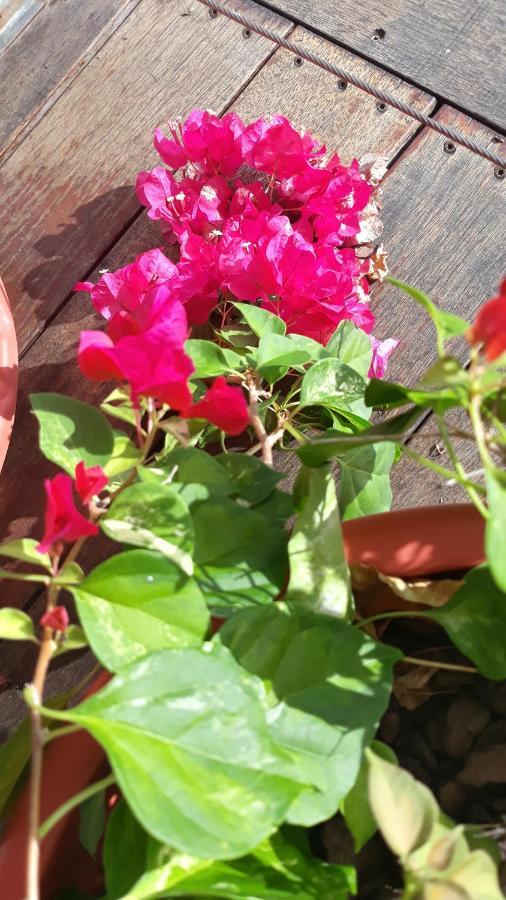 Manava Tahara'A Home Stay Mahina Exteriér fotografie